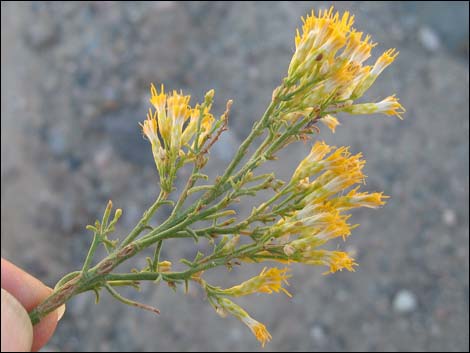 Mojave Rabbitbrush (Ericameria paniculata)