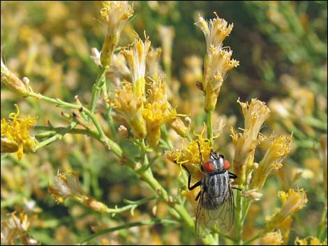 Mojave Rabbitbrush (Ericameria paniculata)