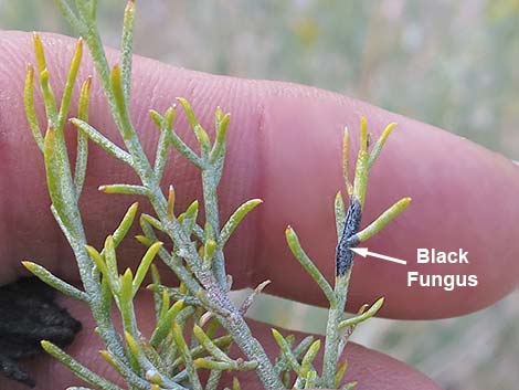 Mojave Rabbitbrush (Ericameria paniculata)