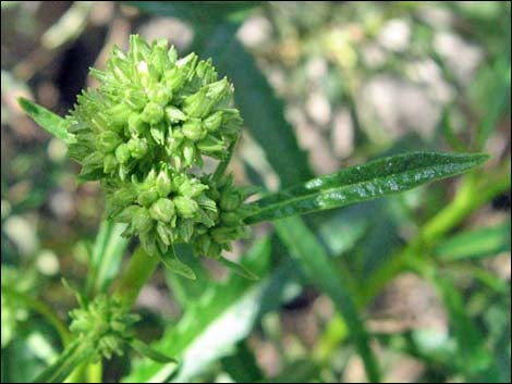 Narrow-leaved Yerba Santa (Eriodictyon angustifolium)