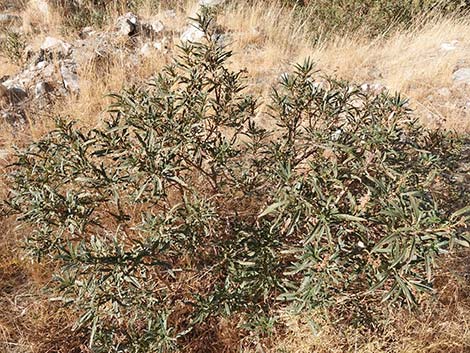 Narrow-leaved Yerba Santa (Eriodictyon angustifolium)