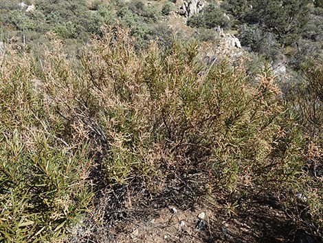 Narrow-leaved Yerba Santa (Eriodictyon angustifolium)