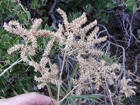 Narrow-leaved Yerba Santa (Eriodictyon angustifolium)