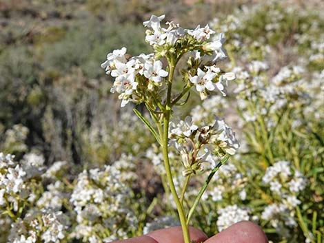 Narrow-leaved Yerba Santa (Eriodictyon angustifolium)