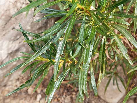 Narrow-leaved Yerba Santa (Eriodictyon angustifolium)