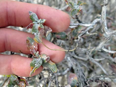 Las Vegas Buckwheat (Eriogonum corymbosum)