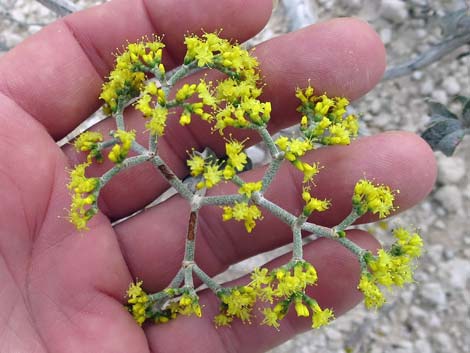 Las Vegas Buckwheat (Eriogonum corymbosum)