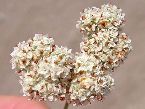 Eastern Mojave Buckwheat (Eriogonum fasciculatum var polifolium)