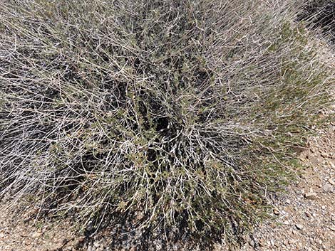 Eastern Mojave Buckwheat (Eriogonum fasciculatum var polifolium)