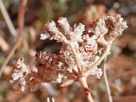 Eastern Mojave Buckwheat (Eriogonum fasciculatum var polifolium)