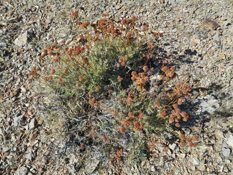 Eastern Mojave Buckwheat (Eriogonum fasciculatum var polifolium)