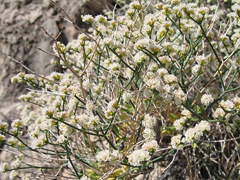 Heermann's Buckwheat (Eriogonum heermannii)