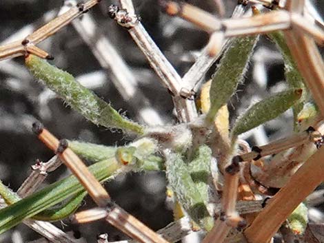 Grooved Heermann's Buckwheat (Eriogonum heermannii var. sulcatum)