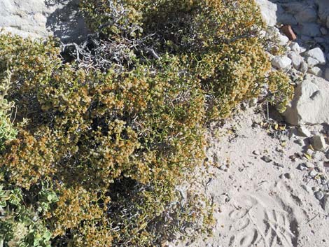 Grooved Heermann's Buckwheat (Eriogonum heermannii var. sulcatum)