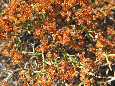 Grooved Heermann's Buckwheat (Eriogonum heermannii var. sulcatum)