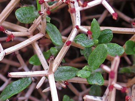 Grooved Heermann's Buckwheat (Eriogonum heermannii var. sulcatum)