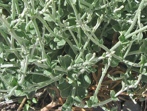 Panamint Mountains Buckwheat (Eriogonum panamintense)