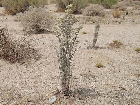 Yucca Buckwheat (Eriogonum plumatella)