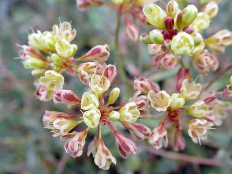 Sulphur-flower Buckwheat (Eriogonum umbellatum)