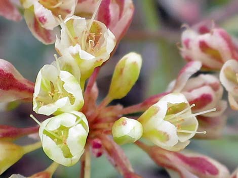 Sulphur-flower Buckwheat (Eriogonum umbellatum)