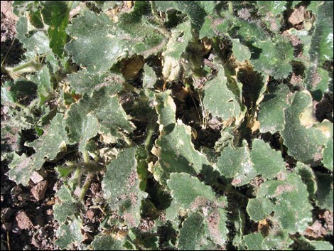 Desert Stingbush (Eucnide urens)