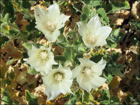 Desert Stingbush (Eucnide urens)