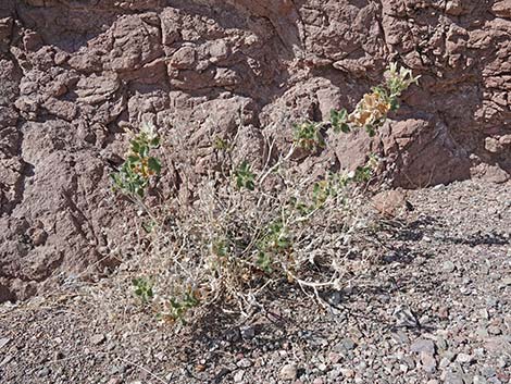 Desert Stingbush (Eucnide urens)