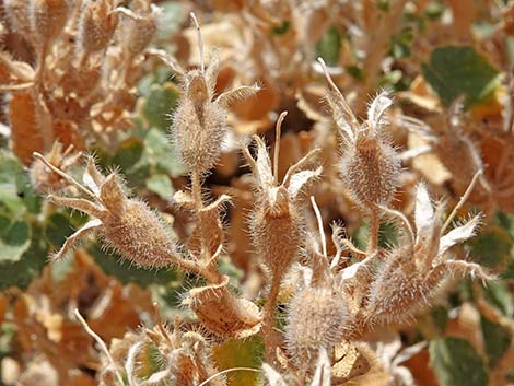 Desert Stingbush (Eucnide urens)