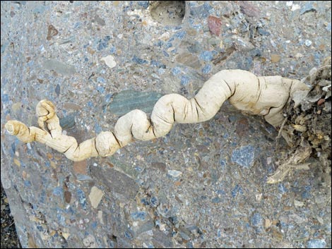 Desert Stingbush (Eucnide urens)