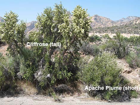 Apache Plume (Fallugia paradoxa)