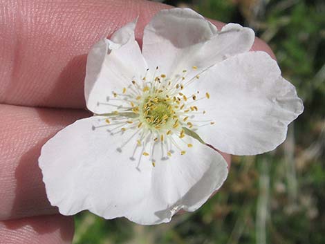 Apache Plume (Fallugia paradoxa)