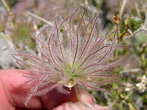 Apache Plume (Fallugia paradoxa)