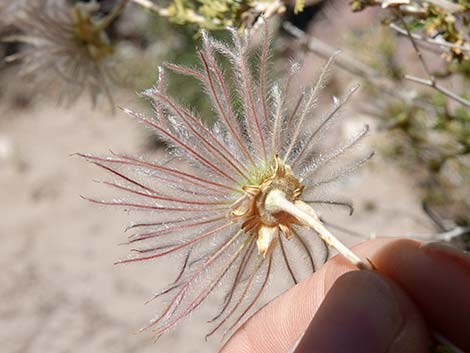 Apache Plume (Fallugia paradoxa)