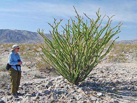 Ocotillo (Fouquieria splendens)