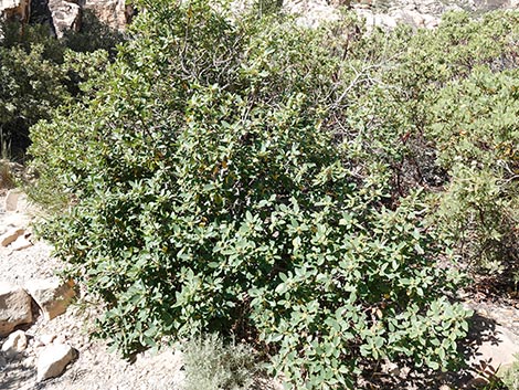 California Coffeeberry (Frangula californica)