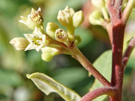 California Coffeeberry (Frangula californica)