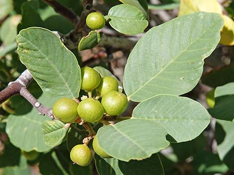 California Coffeeberry (Frangula californica)