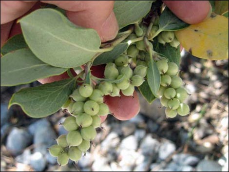 Ashy Silktassel (Garrya flavescens)