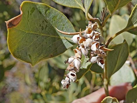 Ashy Silktassel (Garrya flavescens)