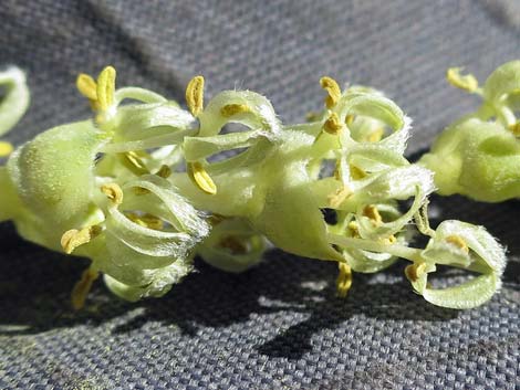 Ashy Silktassel (Garrya flavescens)