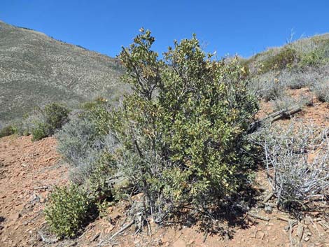 Ashy Silktassel (Garrya flavescens)