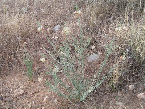 Scarlet Beeblossom (Oenothera suffrutescens)