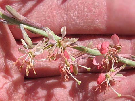 Scarlet Beeblossom (Oenothera suffrutescens)