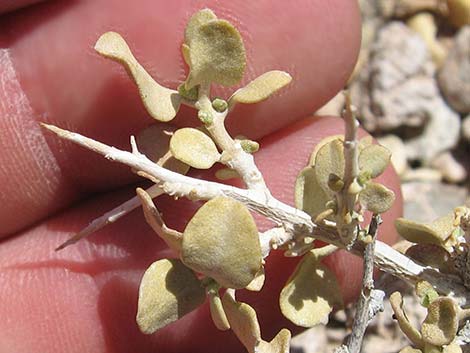 Spiny Hopsage (Grayia spinosa)