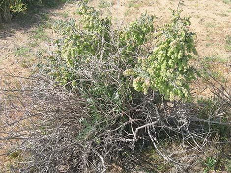 Spiny Hopsage (Grayia spinosa)