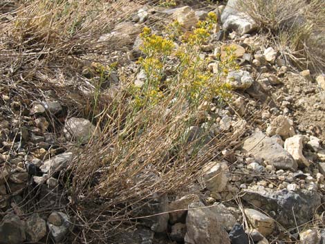 Threadleaf Snakeweed (Gutierrezia microcephala)