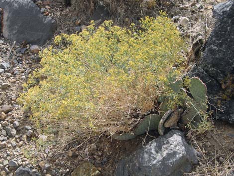 Threadleaf Snakeweed (Gutierrezia microcephala)