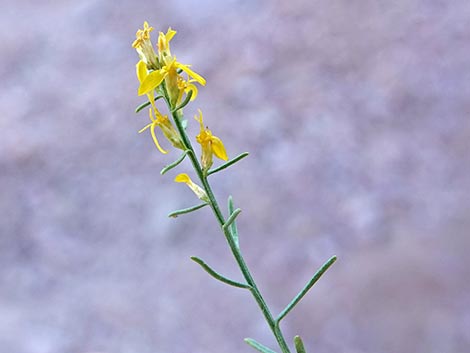 Threadleaf Snakeweed (Gutierrezia microcephala)