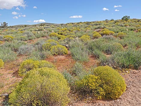 Threadleaf Snakeweed (Gutierrezia microcephala)