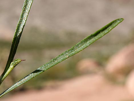 Broom Snakeweed (Gutierrezia sarothrae)